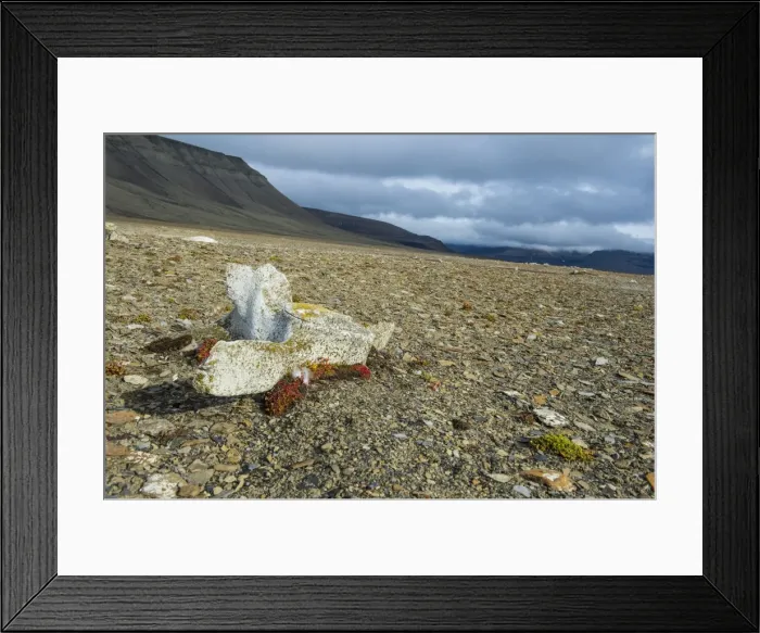 Framed Print : Whale bone on the shore of Diskobukta, Svalbard, Arctic Framed Print : Whale bone on the shore of Diskobukta, Svalbard, Arctic