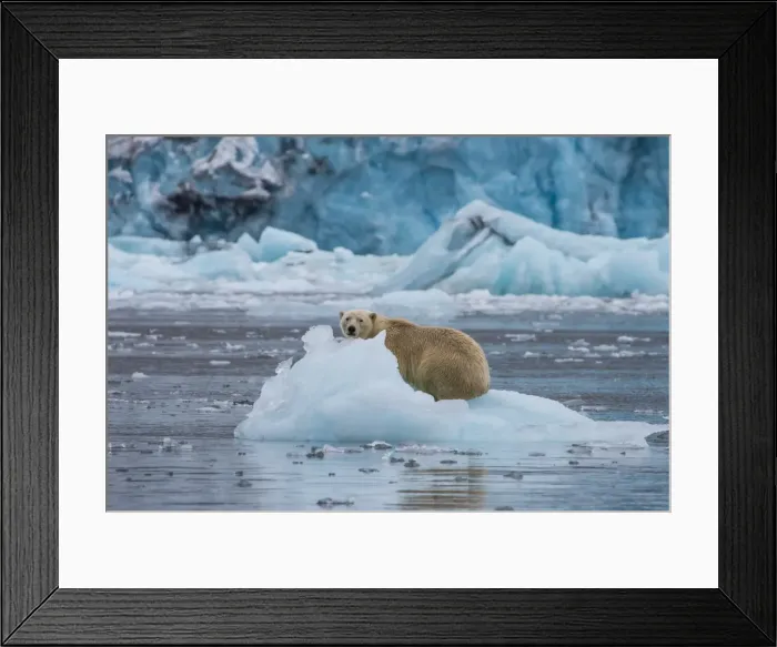 Framed Print : Polar bear (Ursus maritimus) sitting on a piece of ice in front of a glacier, Hornsund, Svalbard, Arctic Framed Print : Polar bear (Ursus maritimus) sitting on a piece of ice in front of a glacier, Hornsund, Svalbard, Arctic