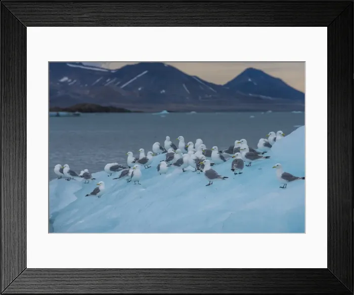 Framed Print : Kittiwakes sitting on a huge piece of ice, Hornsund, Svalbard, Arctic, Norway, Scandinavia, Europe Framed Print : Kittiwakes sitting on a huge piece of ice, Hornsund, Svalbard, Arctic, Norway, Scandinavia, Europe