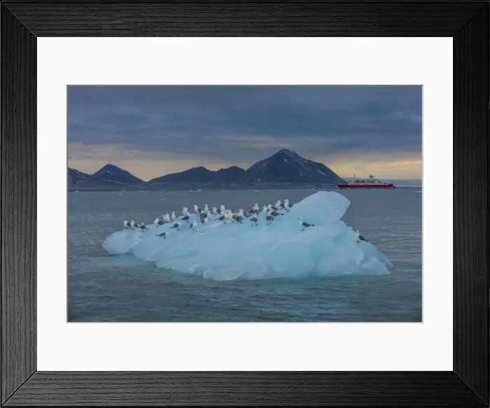 Framed Print : Kittiwakes sitting on a huge piece of glacier ice with an expedition boat in the background, Hornsund, Svalbard, Arctic, Norway, Scandinavia, Europe