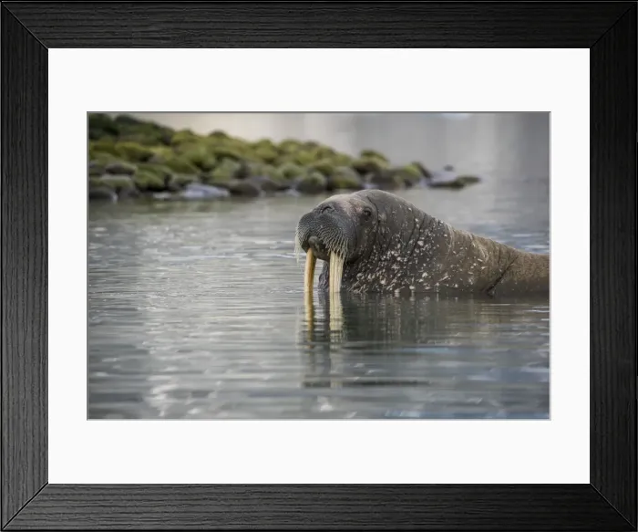 Framed Print : Walrus (Odobenus rosmarus) looking out from the water, Magdalenen Fjord, Svalbard, Arctic, Norway, Scandinavia, Europe Framed Print : Walrus (Odobenus rosmarus) looking out from the water, Magdalenen Fjord, Svalbard, Arctic, Norway, Scandinavia, Europe