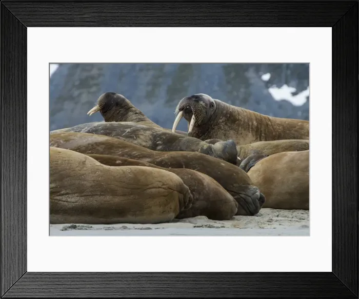 Framed Print : Walrus (Odobenus rosmarus) colony, Magdalenen Fjord, Svalbard, Arctic, Norway, Scandinavia, Europe Framed Print : Walrus (Odobenus rosmarus) colony, Magdalenen Fjord, Svalbard, Arctic, Norway, Scandinavia, Europe