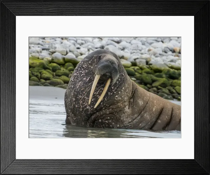 Framed Print : Walrus (Odobenus rosmarus), Magdalenen Fjord, Svalbard, Arctic, Norway, Scandinavia, Europe Framed Print : Walrus (Odobenus rosmarus), Magdalenen Fjord, Svalbard, Arctic, Norway, Scandinavia, Europe
