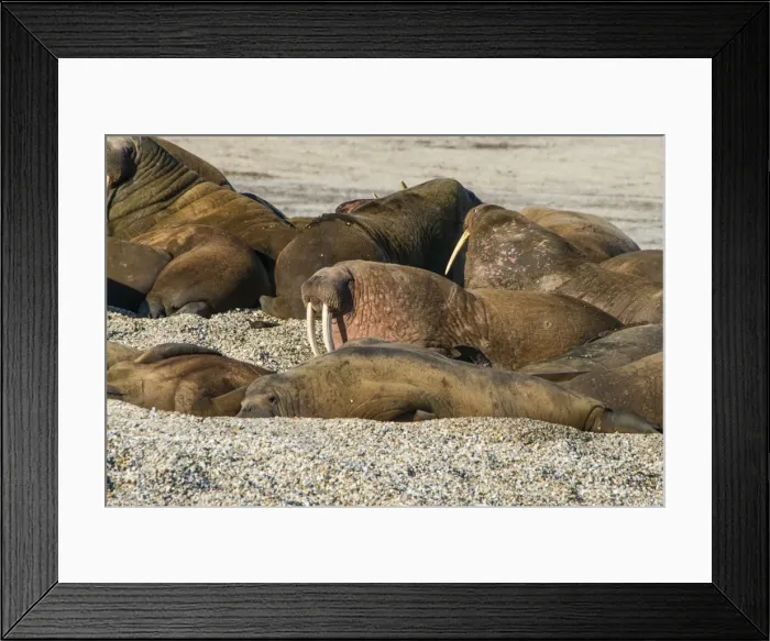 Framed Print : Walrus (Odobenus rosmarus) colony, Torellneset, Svalbard, Arctic, Norway, Scandinavia, Europe Framed Print : Walrus (Odobenus rosmarus) colony, Torellneset, Svalbard, Arctic, Norway, Scandinavia, Europe