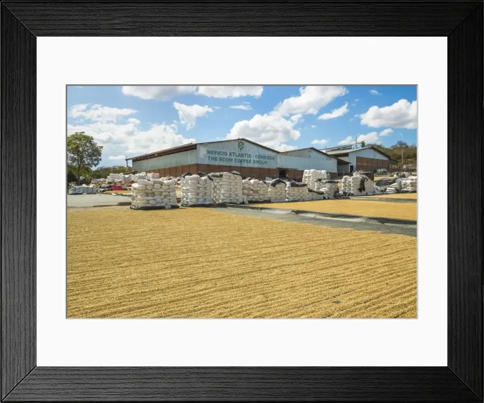 Framed Print : Coffee factory with sacks and beans drying in the sun, in an important growing region in the north west, Condega, Nicaragua, Central America Framed Print : Coffee factory with sacks and beans drying in the sun, in an important growing region in the north west, Condega, Nicaragua, Central America
