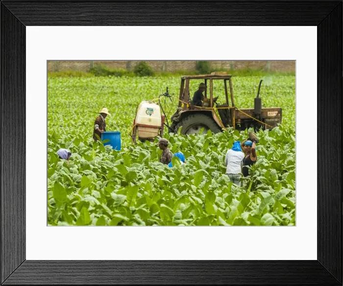 Framed Print : Workers and tractor in field of tobacco plants in an important growing region in the north west, Condega, Nicaragua, Central America Framed Print : Workers and tractor in field of tobacco plants in an important growing region in the north west, Condega, Nicaragua, Central America