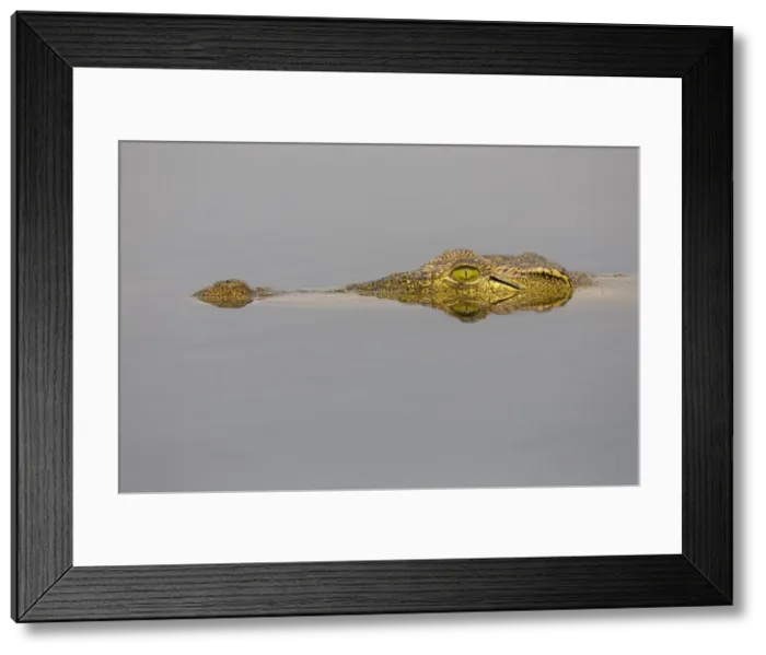 Framed Print : Nile crocodile (Crocodylus niloticus) in the Chobe River, Botswana, Africa Framed Print : Nile crocodile (Crocodylus niloticus) in the Chobe River, Botswana, Africa