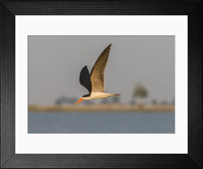 Framed Print : African skimmer (Rynchops flavirostris), in flight, Chobe National Park, Botswana, Africa Framed Print : African skimmer (Rynchops flavirostris), in flight, Chobe National Park, Botswana, Africa