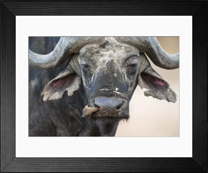 Framed Print : Cape buffalo (Syncerus caffer) with redbilled oxpecker (Buphagus erythrorhynchus), Kruger Park, South Africa, Africa Framed Print : Cape buffalo (Syncerus caffer) with redbilled oxpecker (Buphagus erythrorhynchus), Kruger Park, South Africa, Africa