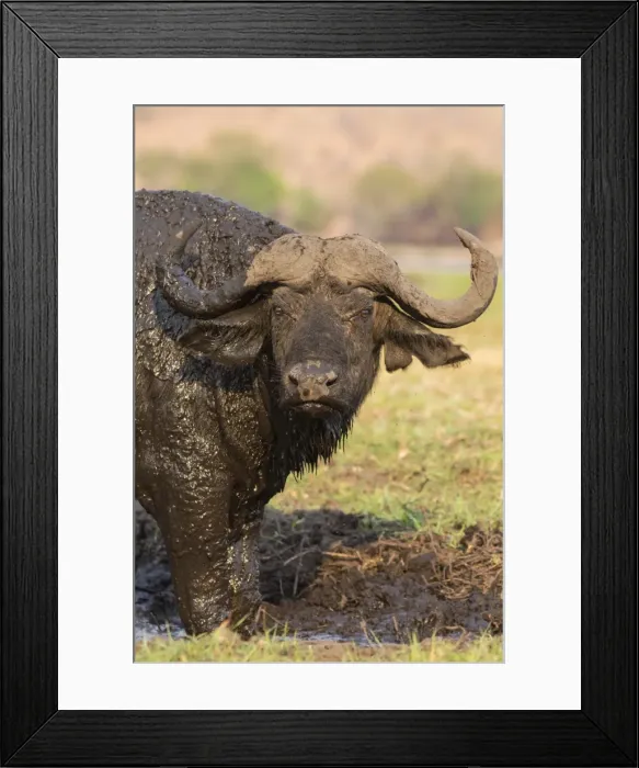 Framed Print : Cape buffalo (Syncerus caffer) on the banks of the Chobe, Chobe Game Reserve, Botswana, Africa Framed Print : Cape buffalo (Syncerus caffer) on the banks of the Chobe, Chobe Game Reserve, Botswana, Africa