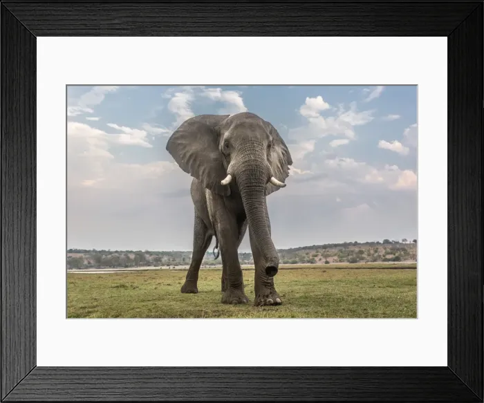 Framed Print : African elephant (Loxodonta africana), Chobe National Park, Botswana, Africa Framed Print : African elephant (Loxodonta africana), Chobe National Park, Botswana, Africa