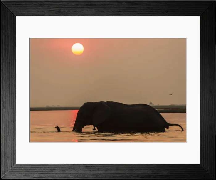 Framed Print : African elephant at sunset (Loxodonta africana), Chobe national park, Botswana, Africa Framed Print : African elephant at sunset (Loxodonta africana), Chobe national park, Botswana, Africa