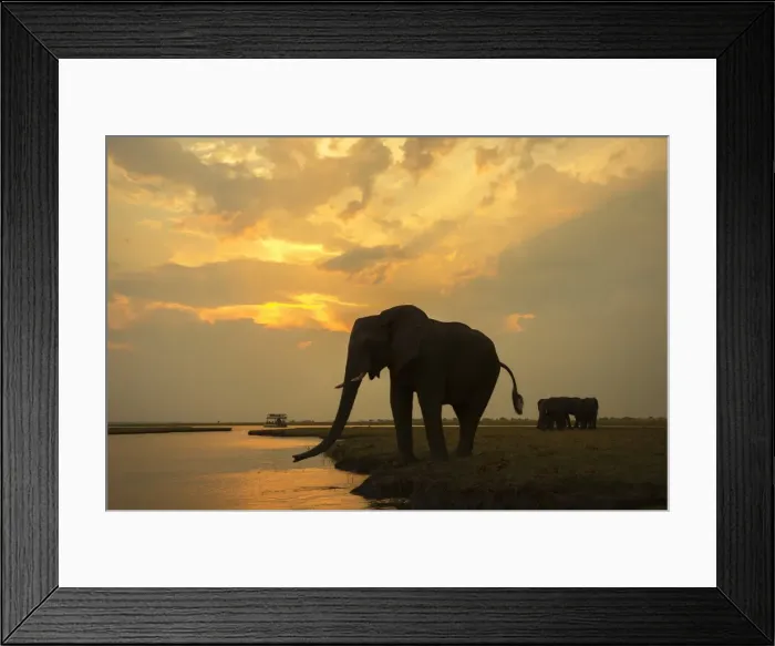 Framed Print : African elephant (Loxodonta africana) at dusk, Chobe National Park, Botswana, Africa Framed Print : African elephant (Loxodonta africana) at dusk, Chobe National Park, Botswana, Africa
