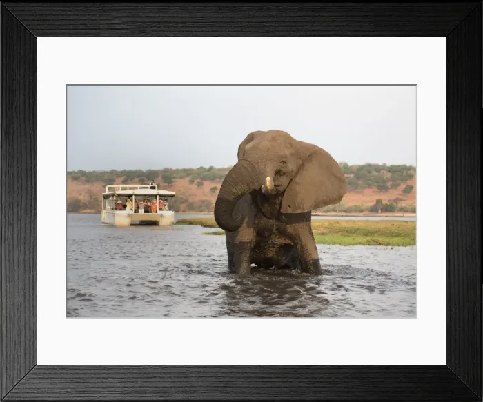Framed Print : African elephant (Loxodonta africana) and tourists, Chobe National Park, Botswana, Africa Framed Print : African elephant (Loxodonta africana) and tourists, Chobe National Park, Botswana, Africa