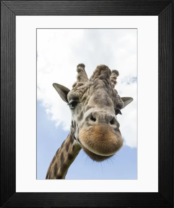 Framed Print : Rothschilds giraffe (Giraffa camelopardalis rothschildi), breeding dominant male, Woburn Safari Park, England, United Kingdom, Europe Framed Print : Rothschilds giraffe (Giraffa camelopardalis rothschildi), breeding dominant male, Woburn Safari Park, England, United Kingdom, Europe