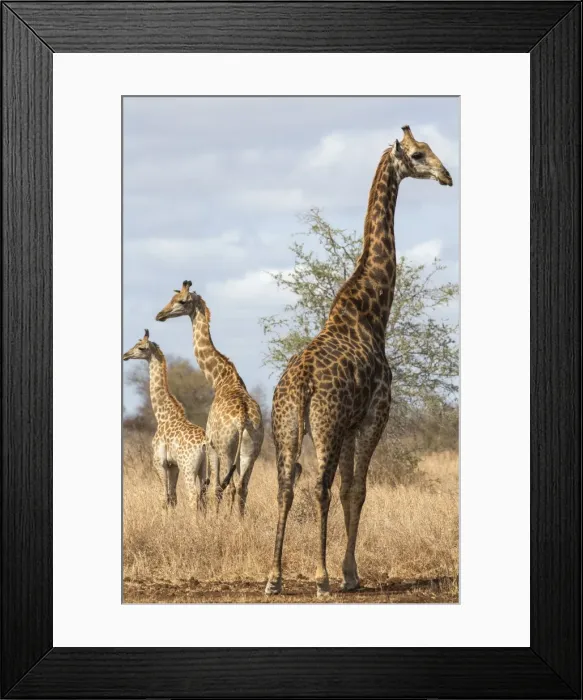 Framed Print : Giraffe (Giraffa camelopardalis), Kruger National Park, South Africa, Africa Framed Print : Giraffe (Giraffa camelopardalis), Kruger National Park, South Africa, Africa