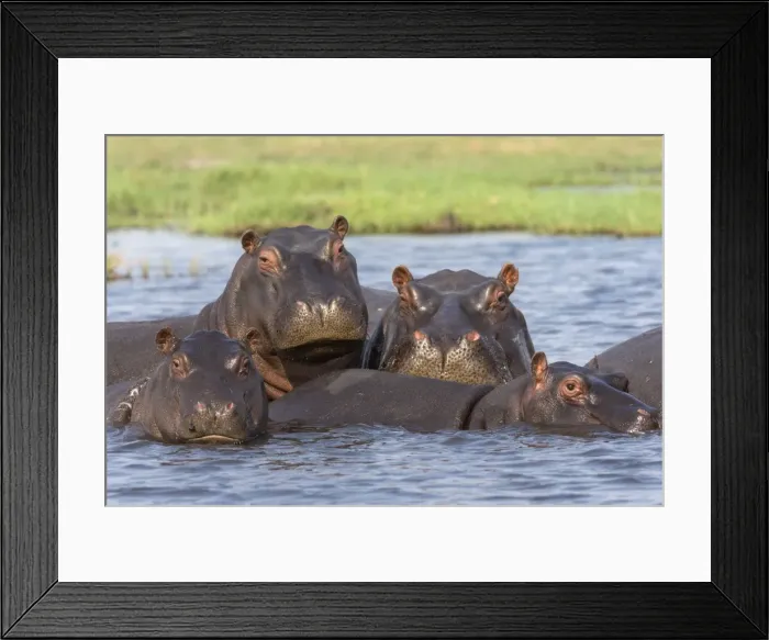 Framed Print : Hippopotamus (Hippopotamus amphibius) pod in river, Chobe National Park, Botswana, Africa Framed Print : Hippopotamus (Hippopotamus amphibius) pod in river, Chobe National Park, Botswana, Africa