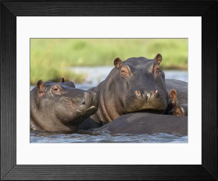 Framed Print : Hippopotamus (Hippopotamus amphibius) in river, Chobe National Park, Botswana, Africa Framed Print : Hippopotamus (Hippopotamus amphibius) in river, Chobe National Park, Botswana, Africa