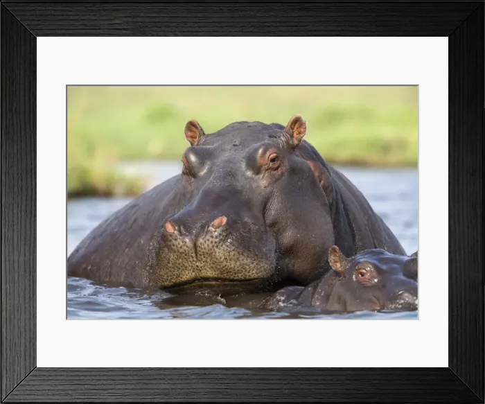 Framed Print : Hippopotamus (Hippopotamus amphibius) in river, Chobe National Park, Botswana, Africa Framed Print : Hippopotamus (Hippopotamus amphibius) in river, Chobe National Park, Botswana, Africa