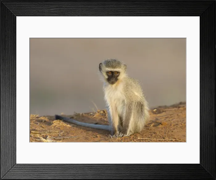 Framed Print : Vervet monkey (Cercopithecus aethiops), Kruger National Park, South Africa, Africa Framed Print : Vervet monkey (Cercopithecus aethiops), Kruger National Park, South Africa, Africa