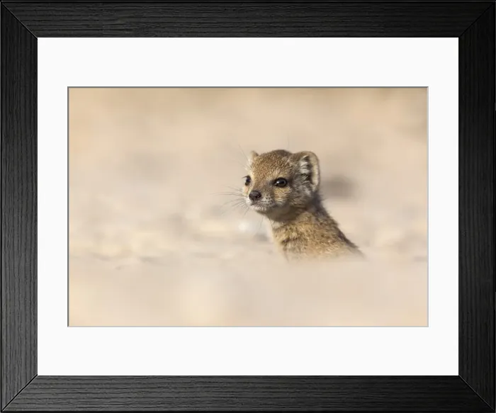 Framed Print : Yellow mongoose baby (Cynictis penicillata), Kgalagadi Transfrontier Park, Northern Cape, South Africa, Africa Framed Print : Yellow mongoose baby (Cynictis penicillata), Kgalagadi Transfrontier Park, Northern Cape, South Africa, Africa