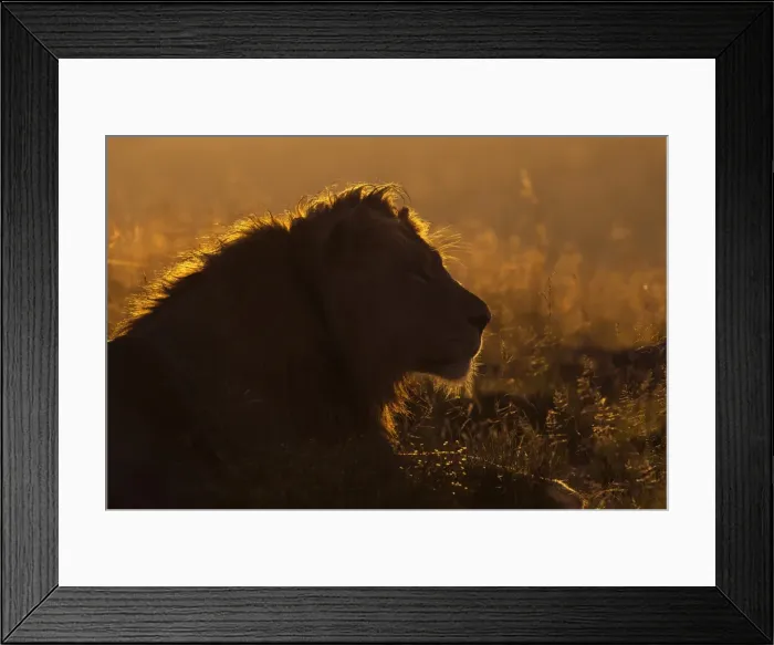 Framed Print : Lion (Panthera leo) at sunrise, Mountain Zebra National Park, Eastern Cape, South Africa, Africa Framed Print : Lion (Panthera leo) at sunrise, Mountain Zebra National Park, Eastern Cape, South Africa, Africa