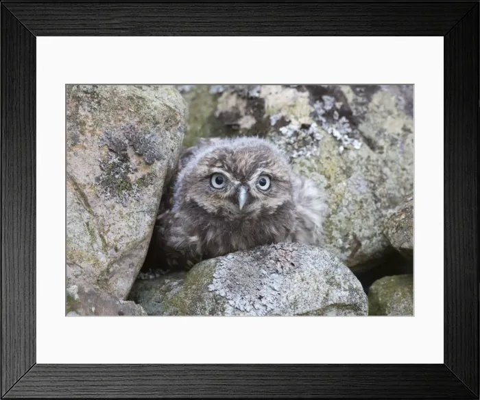 Framed Print : Little owl baby (Athene noctua), captive, United Kingdom, Europe Framed Print : Little owl baby (Athene noctua), captive, United Kingdom, Europe