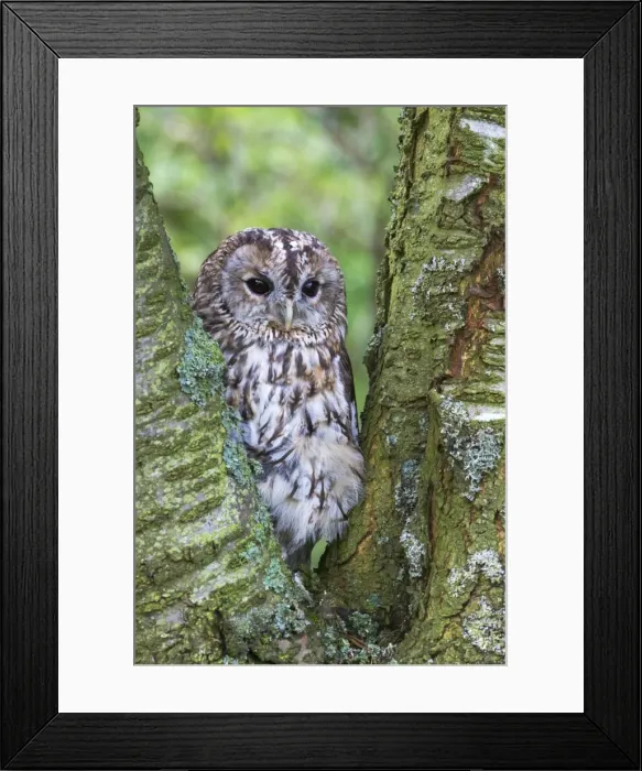 Framed Print : Tawny owl (Strix aluco), captive, United Kingdom, Europe Framed Print : Tawny owl (Strix aluco), captive, United Kingdom, Europe
