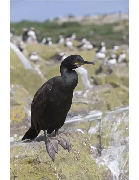 Shag (Phalacrocorax aristotelis), Farne Islands, Northumberland, England, United Kingdom, Europe