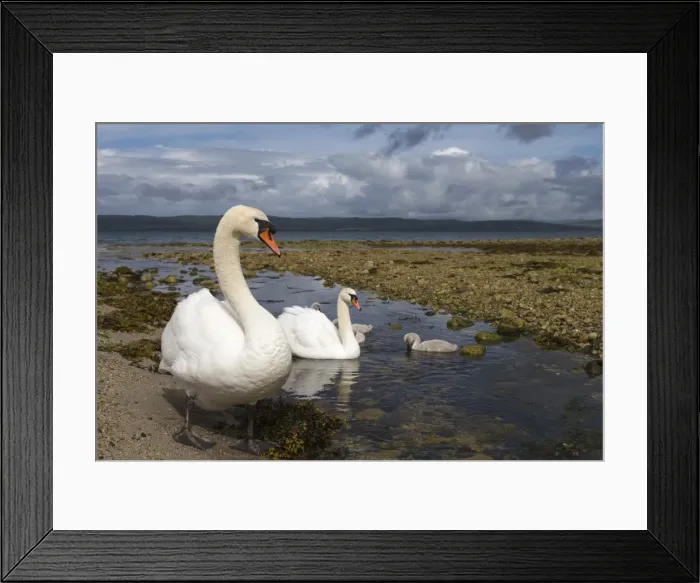 Framed Print : Mute swans (Cygnus olor) on seashore at freshwater stream mouth, Arran, Scotland, United Kingdom, Europe Framed Print : Mute swans (Cygnus olor) on seashore at freshwater stream mouth, Arran, Scotland, United Kingdom, Europe