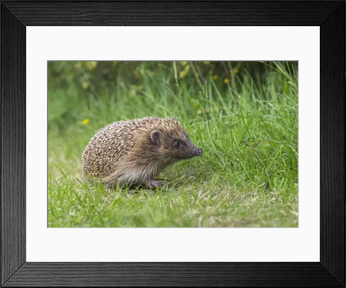 Framed Print : Hedgehog (Erinaceus europaeus), captive, United Kingdom, Europe Framed Print : Hedgehog (Erinaceus europaeus), captive, United Kingdom, Europe