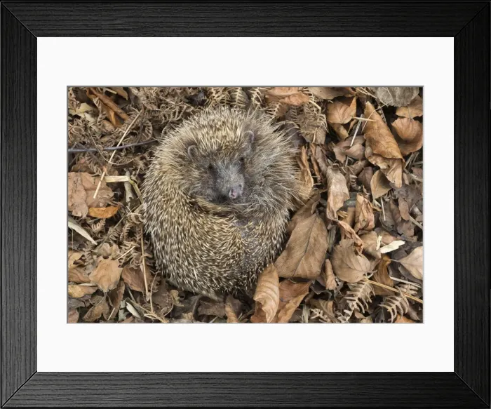 Framed Print : Hedgehog (Erinaceus europaeus) in autumn leaves, captive, United Kingdom, Europe Framed Print : Hedgehog (Erinaceus europaeus) in autumn leaves, captive, United Kingdom, Europe