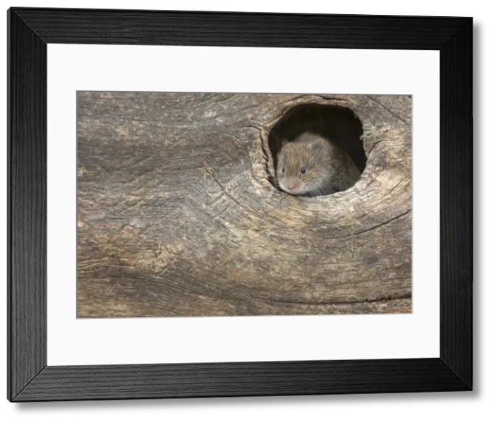 Framed Print : Field vole (Short-tailed vole) (Microtus agrestis), captive, United Kingdom, Europe Framed Print : Field vole (Short-tailed vole) (Microtus agrestis), captive, United Kingdom, Europe