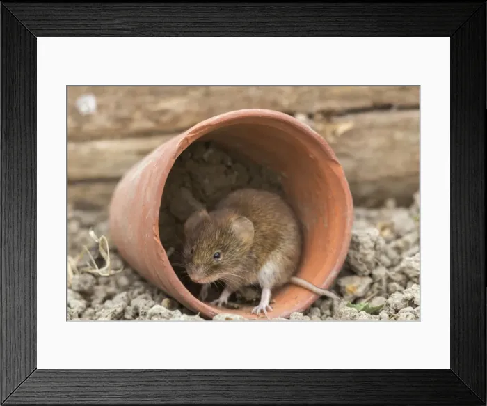 Framed Print : Bank vole (Clethrionomys glareolus), captive, United Kingdom, Europe