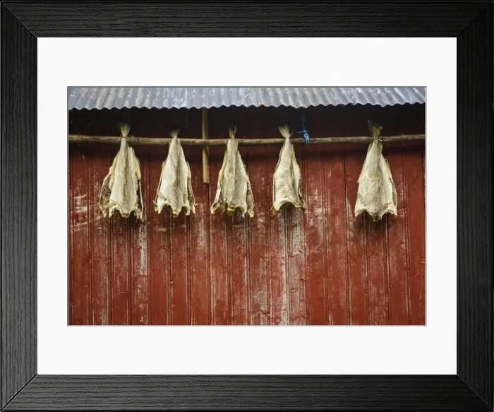 Framed Print : Cod drying on a house facade, Lofoten Islands, Arctic, Norway, Scandinavia, Europe Framed Print : Cod drying on a house facade, Lofoten Islands, Arctic, Norway, Scandinavia, Europe