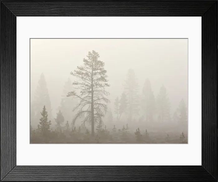 Framed Print : Trees in fog, Yellowstone National Park, UNESCO World Heritage Site, Wyoming, United States of America, North America Framed Print : Trees in fog, Yellowstone National Park, UNESCO World Heritage Site, Wyoming, United States of America, North America