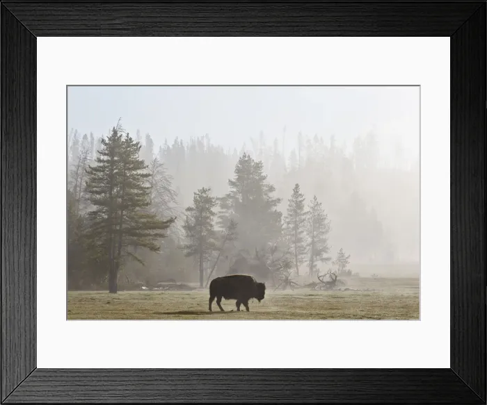 Framed Print : Bison (Bison bison) in fog, Yellowstone National Park, UNESCO World Heritage Site, Wyoming, United States of America, North America Framed Print : Bison (Bison bison) in fog, Yellowstone National Park, UNESCO World Heritage Site, Wyoming, United States of America, North America