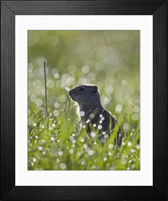 Framed Print : Uinta ground squirrel (Urocitellus armatus), Yellowstone National Park, Wyoming, United States of America, North America Framed Print : Uinta ground squirrel (Urocitellus armatus), Yellowstone National Park, Wyoming, United States of America, North America