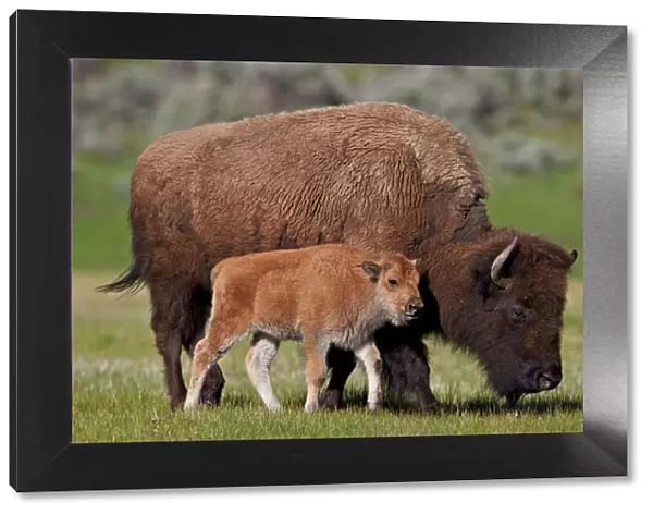 Bison (Bison bison) cow and calf in the spring, Yellowstone National Park, Wyoming, United States of America, North America