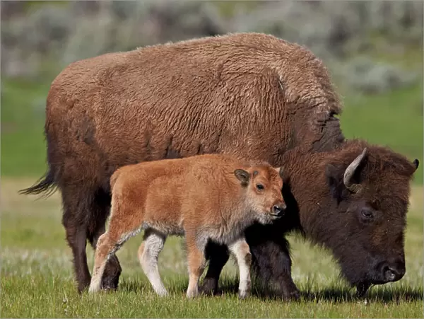 Bison (Bison bison) cow and calf in the spring, Yellowstone National Park, Wyoming, United States of America, North America