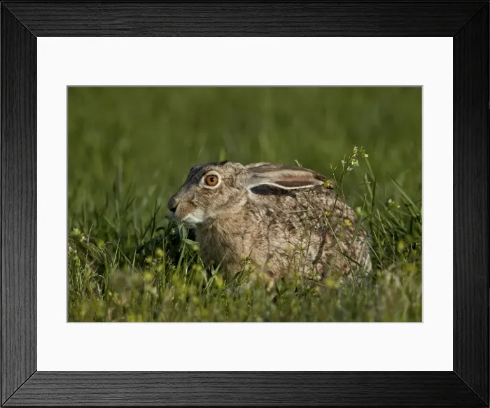 Framed Print : Black-tailed jackrabbit (Lepus californicus), Pawnee National Grassland, Colorado, United States of America, North America Framed Print : Black-tailed jackrabbit (Lepus californicus), Pawnee National Grassland, Colorado, United States of America, North America