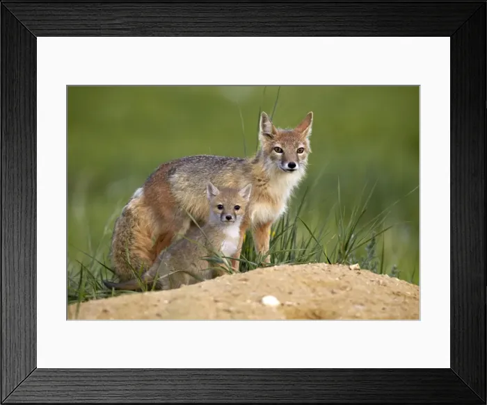 Framed Print : Swift fox (Vulpes velox) adult and kit, Pawnee National Grassland, Colorado, United States of America, North America Framed Print : Swift fox (Vulpes velox) adult and kit, Pawnee National Grassland, Colorado, United States of America, North America