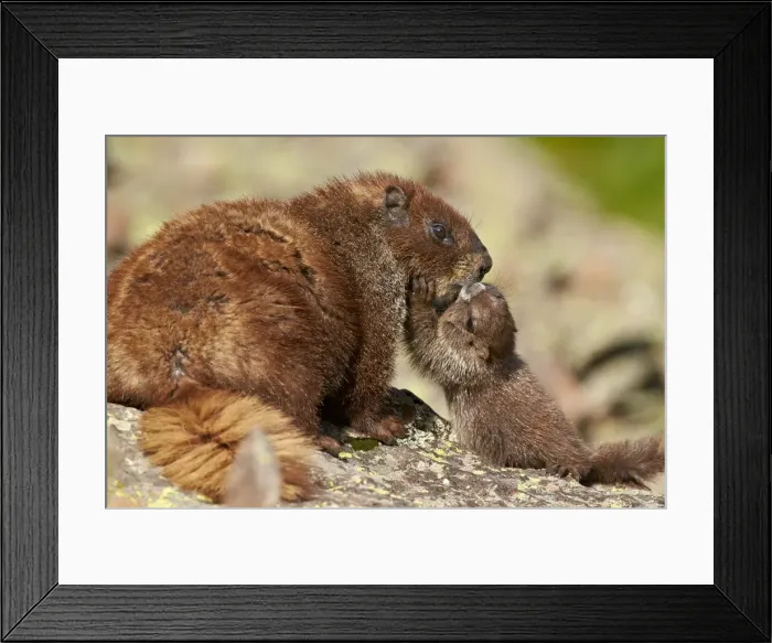 Framed Print : Young yellow-bellied marmot (yellowbelly marmot) (Marmota flaviventris) adult and young, San Juan National Forest, Colorado, United States of America, North America Framed Print : Young yellow-bellied marmot (yellowbelly marmot) (Marmota flaviventris) adult and young, San Juan National Forest, Colorado, United States of America, North America