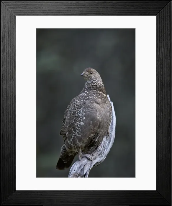 Framed Print : Dusky grouse (blue grouse) (Dendragapus obscurus) hen, Banff National Park, UNESCO World Heritage Site, Alberta, Canada, North America Framed Print : Dusky grouse (blue grouse) (Dendragapus obscurus) hen, Banff National Park, UNESCO World Heritage Site, Alberta, Canada, North America