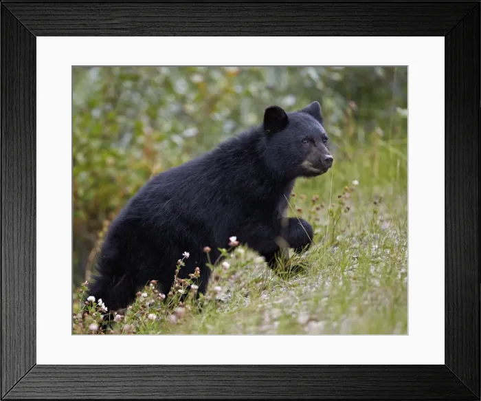 Framed Print : Black bear (Ursus americanus) cub of the year in the fall, Jasper National Park, UNESCO World Heritage Site, Alberta, Canada, North America Framed Print : Black bear (Ursus americanus) cub of the year in the fall, Jasper National Park, UNESCO World Heritage Site, Alberta, Canada, North America