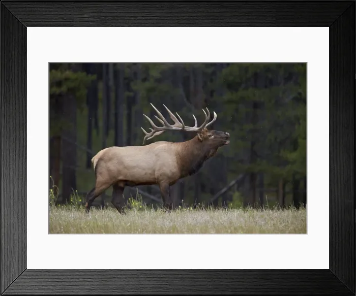 Framed Print : Bull elk (Cervus canadensis) bugling in the fall, Jasper National Park, UNESCO World Heritage Site, Alberta, Canada, North America Framed Print : Bull elk (Cervus canadensis) bugling in the fall, Jasper National Park, UNESCO World Heritage Site, Alberta, Canada, North America