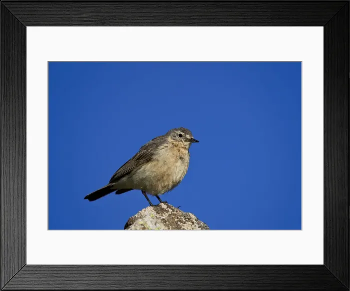 Framed Print : American pipit (Anthus rubescens), San Juan National Forest, Colorado, United States of America, North America Framed Print : American pipit (Anthus rubescens), San Juan National Forest, Colorado, United States of America, North America