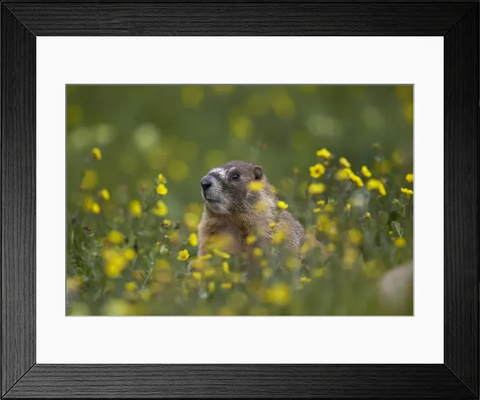 Framed Print : Yellow-bellied marmot (yellowbelly marmot) (Marmota flaviventris), San Juan National Forest, Colorado, United States of America, North America Framed Print : Yellow-bellied marmot (yellowbelly marmot) (Marmota flaviventris), San Juan National Forest, Colorado, United States of America, North America