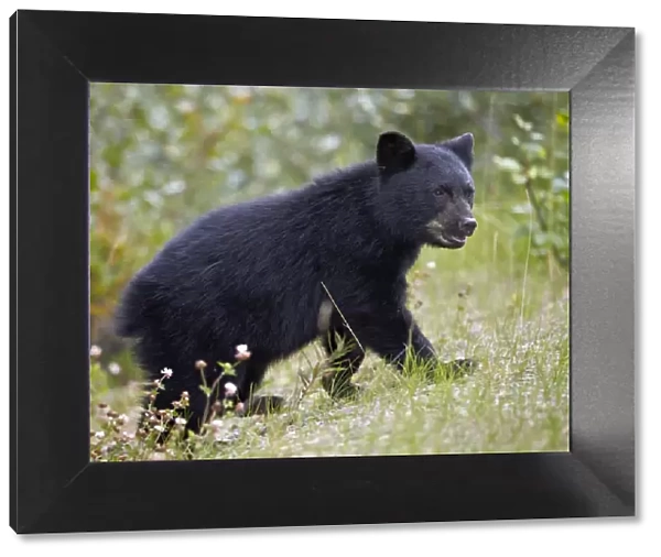 Black bear (Ursus americanus) cub of the year in the fall, Jasper National Park, Alberta, Canada, North America