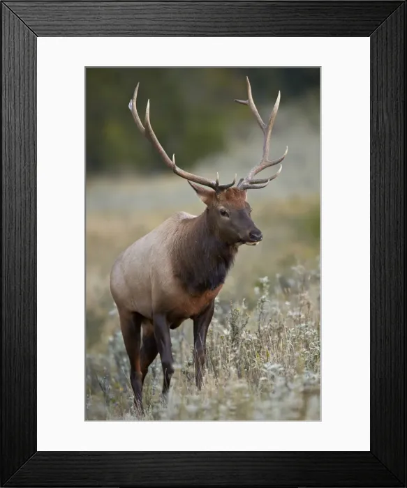 Framed Print : Bull elk (Cervus canadensis), Jasper National Park, Alberta, Canada, North America Framed Print : Bull elk (Cervus canadensis), Jasper National Park, Alberta, Canada, North America
